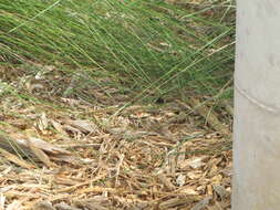 Image of Common Spotted Whiptail