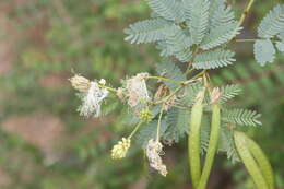 Image of Desmanthus fruticosus Rose