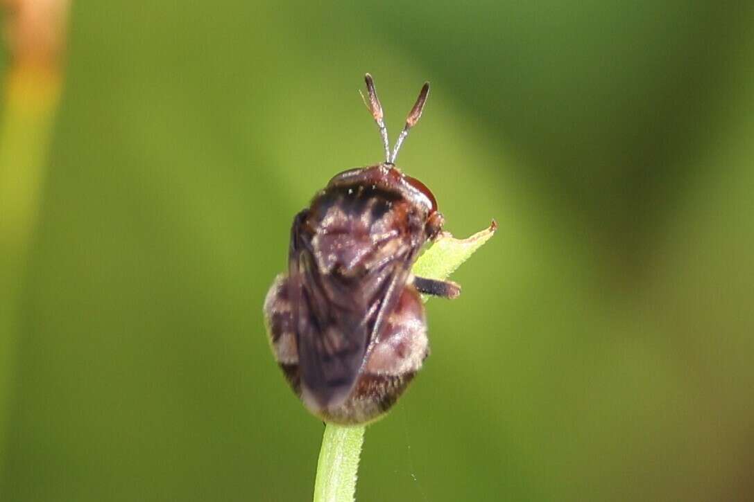 Imagem de Microdon globosus (Fabricius 1805)