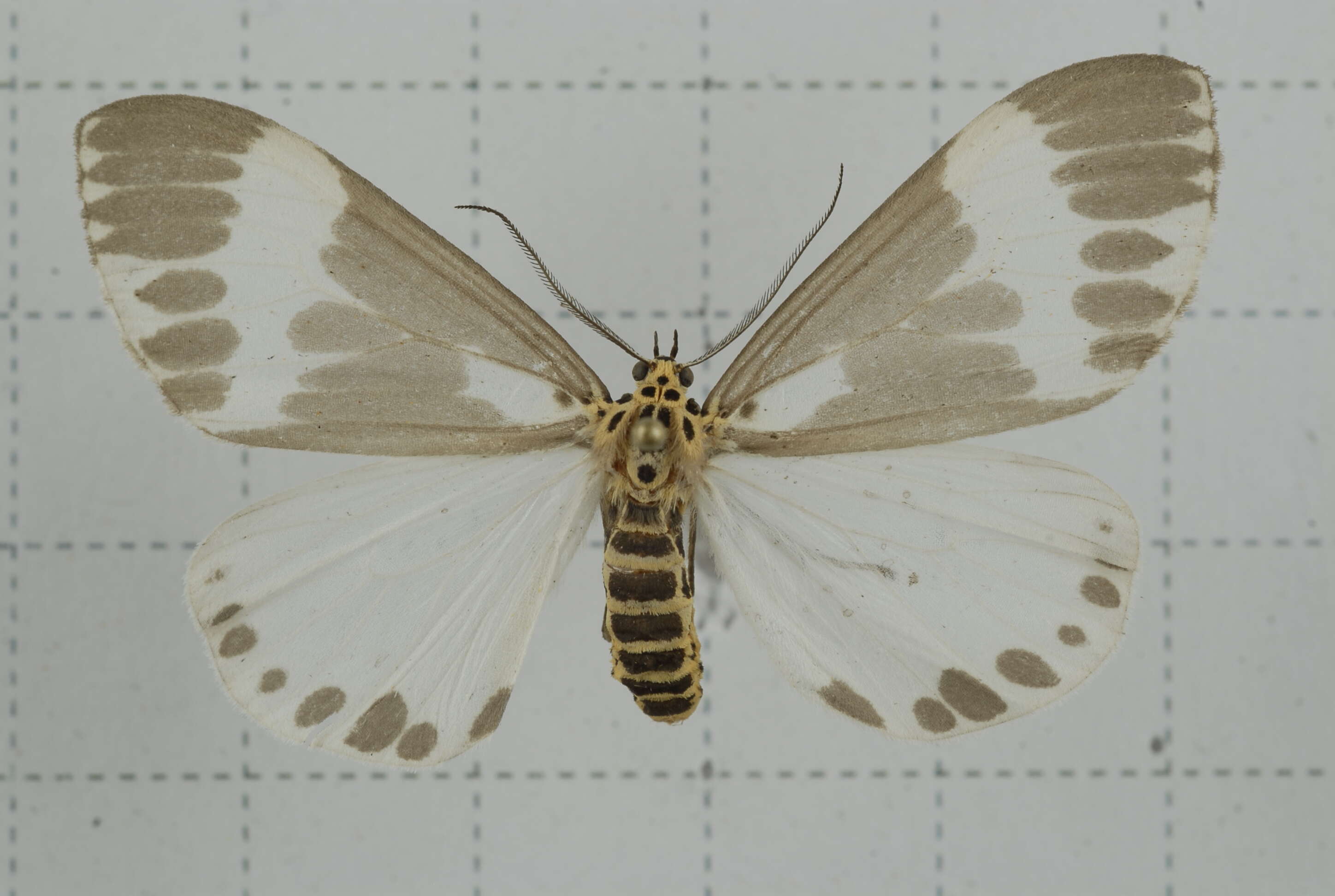 Image of Nyctemera arctata Walker 1856