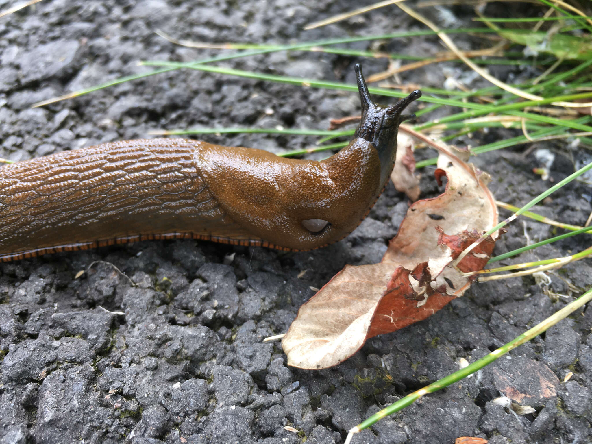 Image of red slug