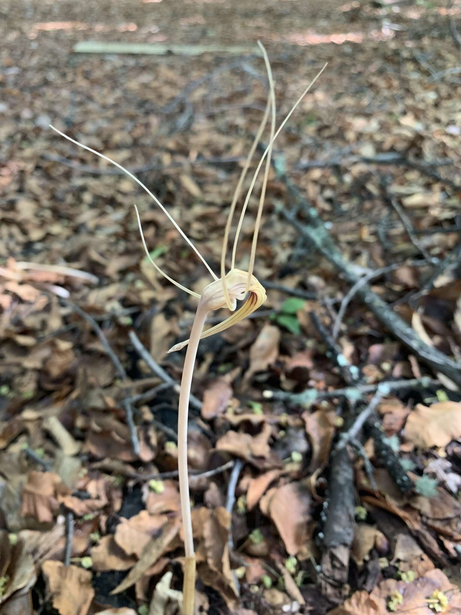 Image of Arachnitis uniflora Phil.