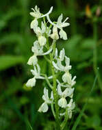 Слика од Orchis provincialis Balb. ex Lam. & DC.