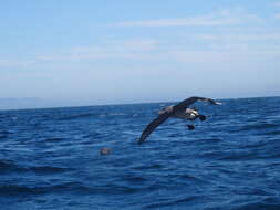 Image de Albatros à pieds noirs