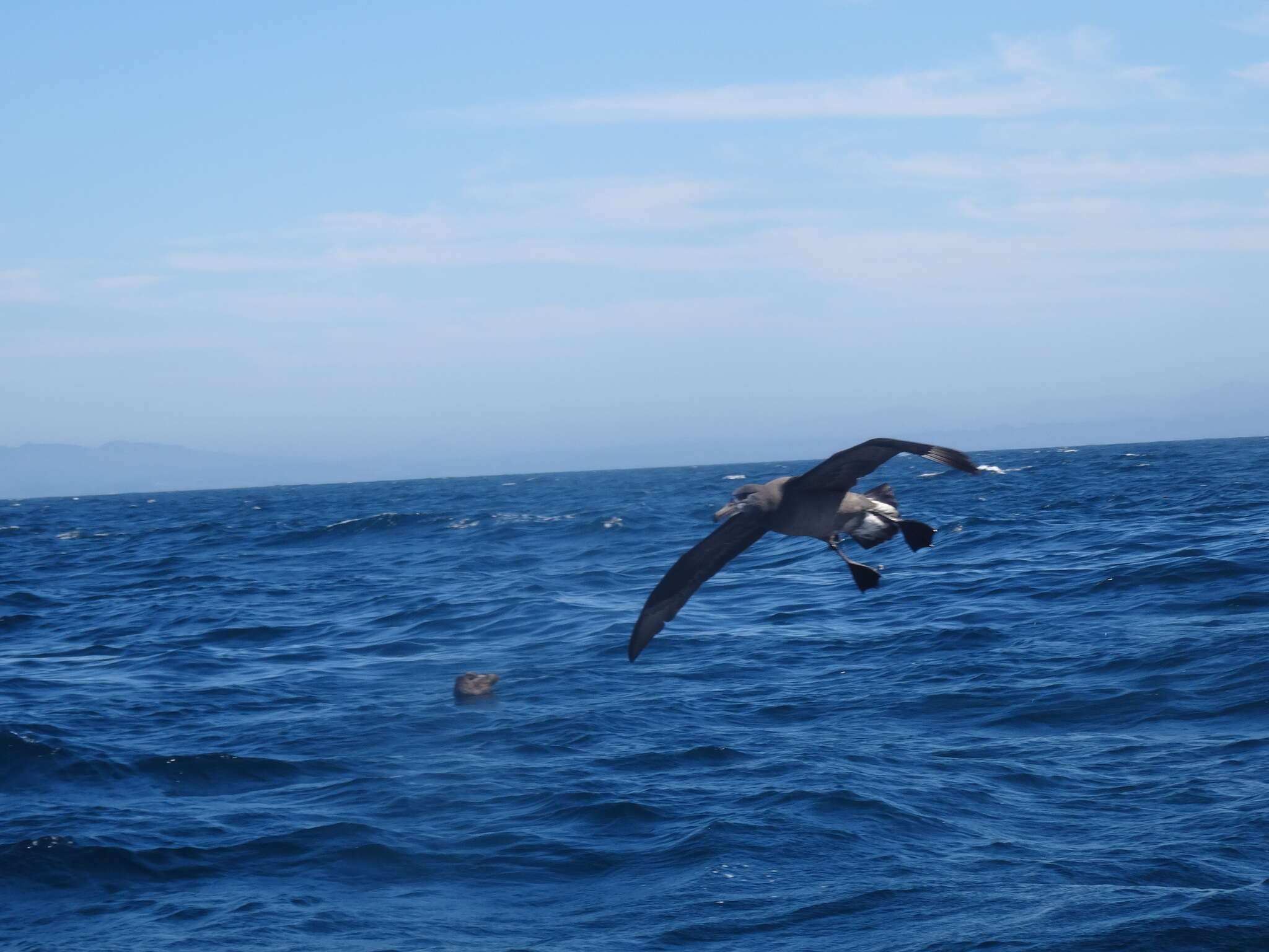 Image de Albatros à pieds noirs