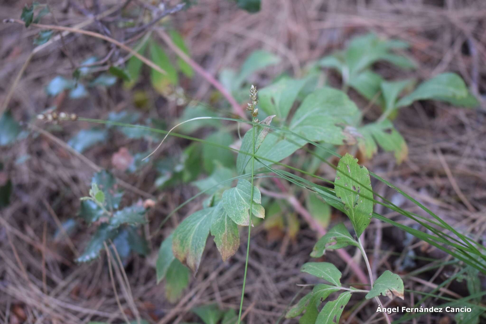 Image of Paeonia officinalis subsp. microcarpa (Boiss. & Reuter) Nyman