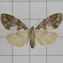 Asura albidorsalis Wileman 1914 resmi