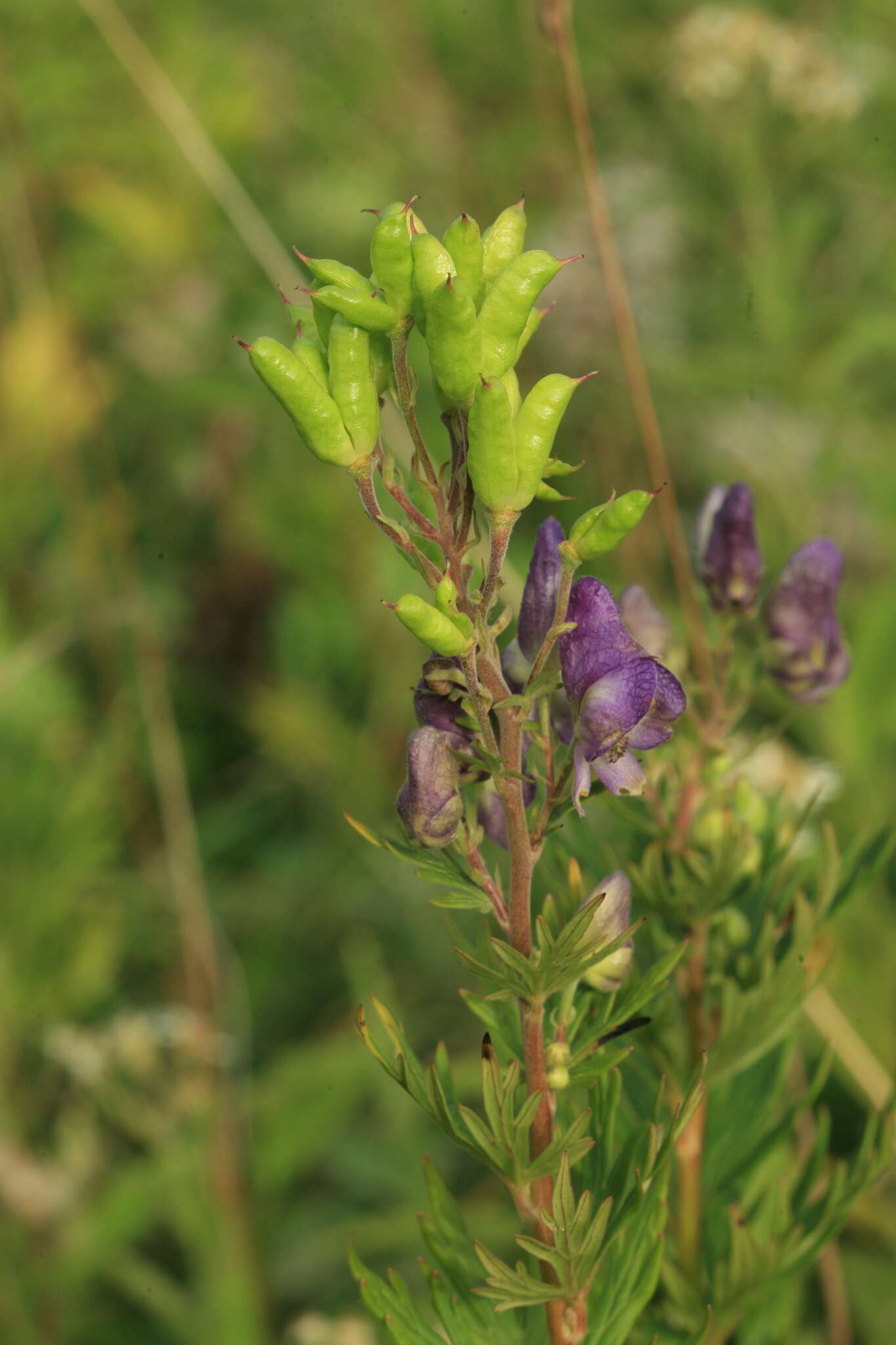 Sivun Aconitum sachalinense F. Schmidt kuva