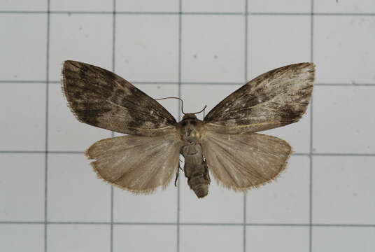 Image of Asura albidorsalis Wileman 1914