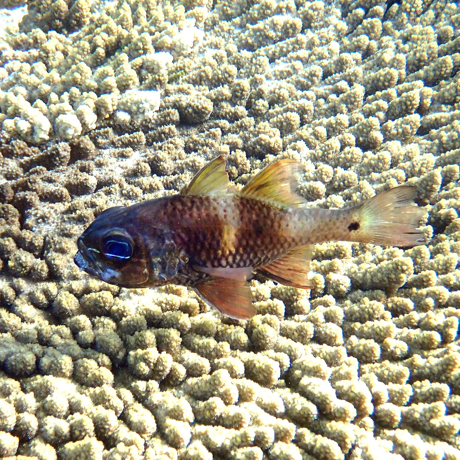 Image of Norfolk cardinalfish