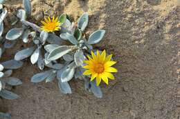 Image of Gazania rigens var. leucolaena (DC.) Rössl.