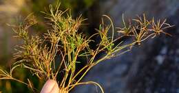 Image of Centella affinis (Eckl. & Zeyh.) Adamson