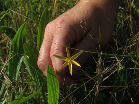 Image of Pauridia serrata (Thunb.) Snijman & Kocyan