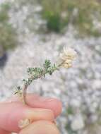 Image of nailwort