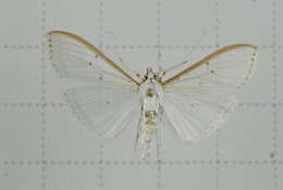 Imagem de Palpita nigropunctalis Bremer 1864