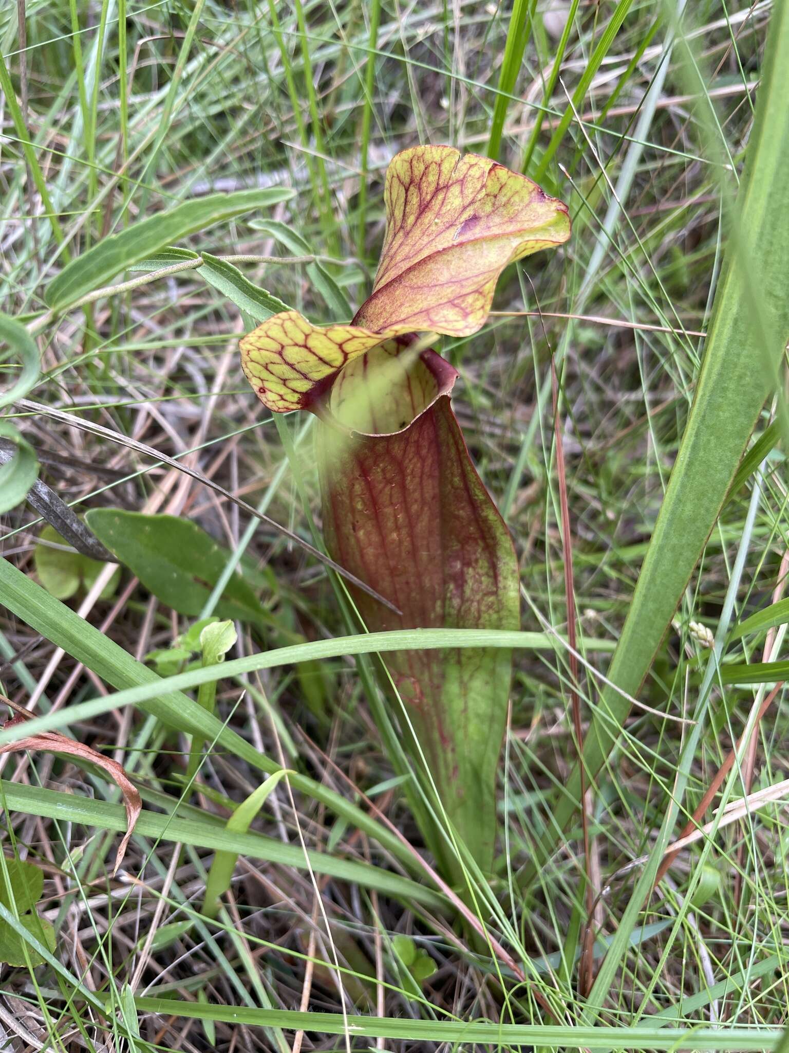 Image of hybrid pitcherplant