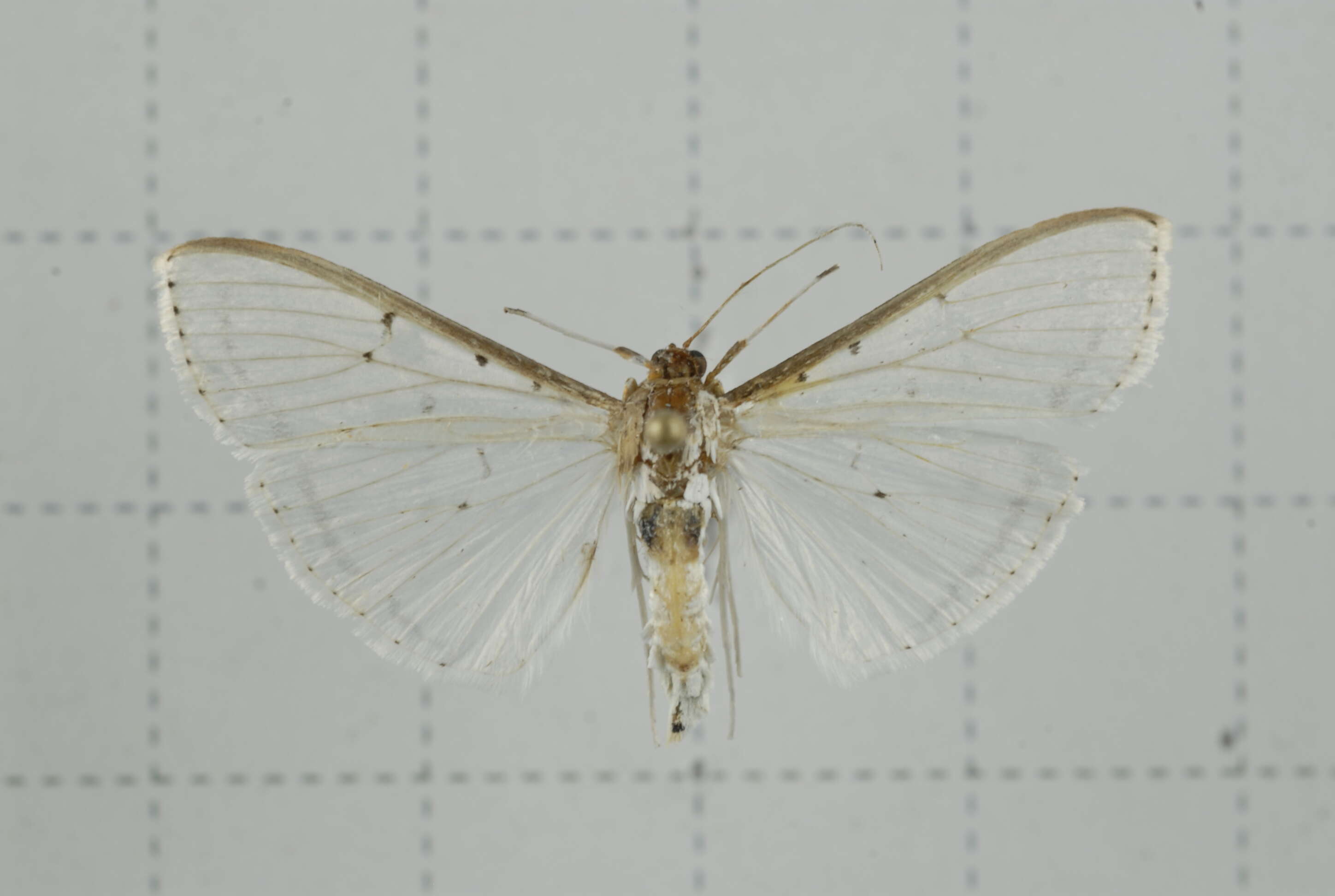 Imagem de Palpita nigropunctalis Bremer 1864