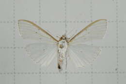 Imagem de Palpita nigropunctalis Bremer 1864