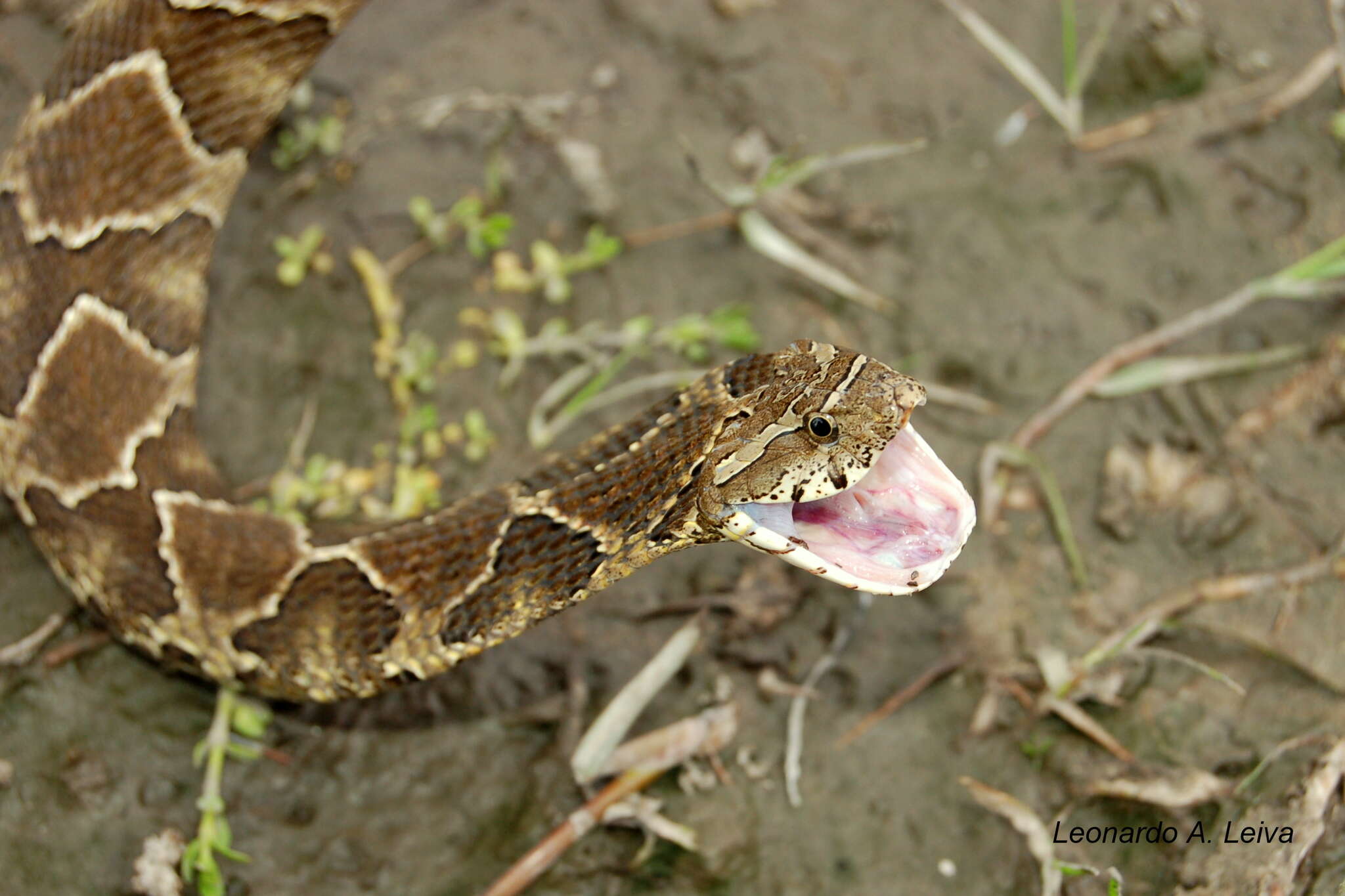 Image de Xenodon merremii (Wagler 1824)