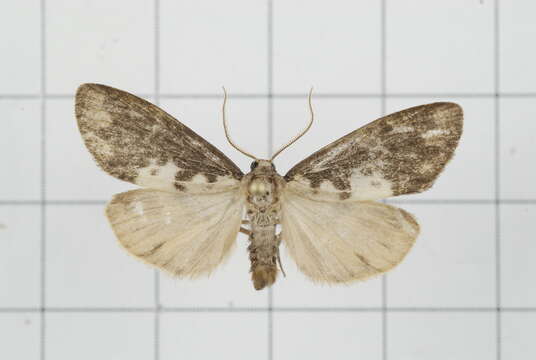 Image of Asura albidorsalis Wileman 1914