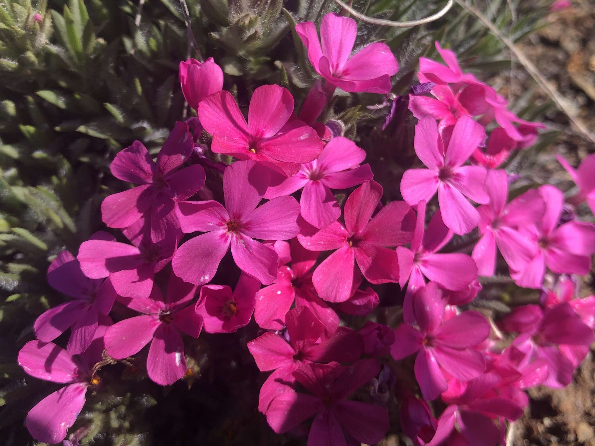 Image of Yreka phlox