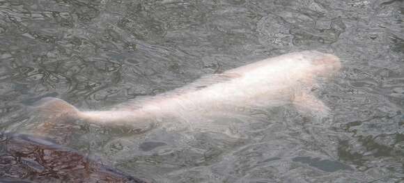 Image of Cyprinus rubrofuscus Lacepède 1803