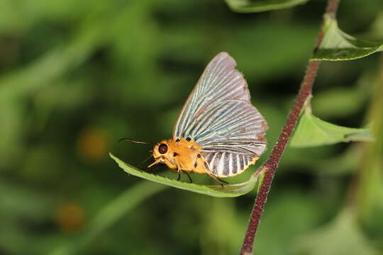 Image of Small Green Awlet