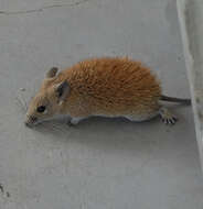 Image of Golden Spiny Mouse