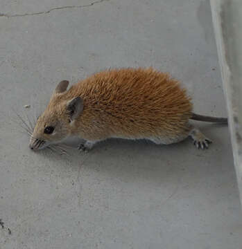 Image of Golden Spiny Mouse