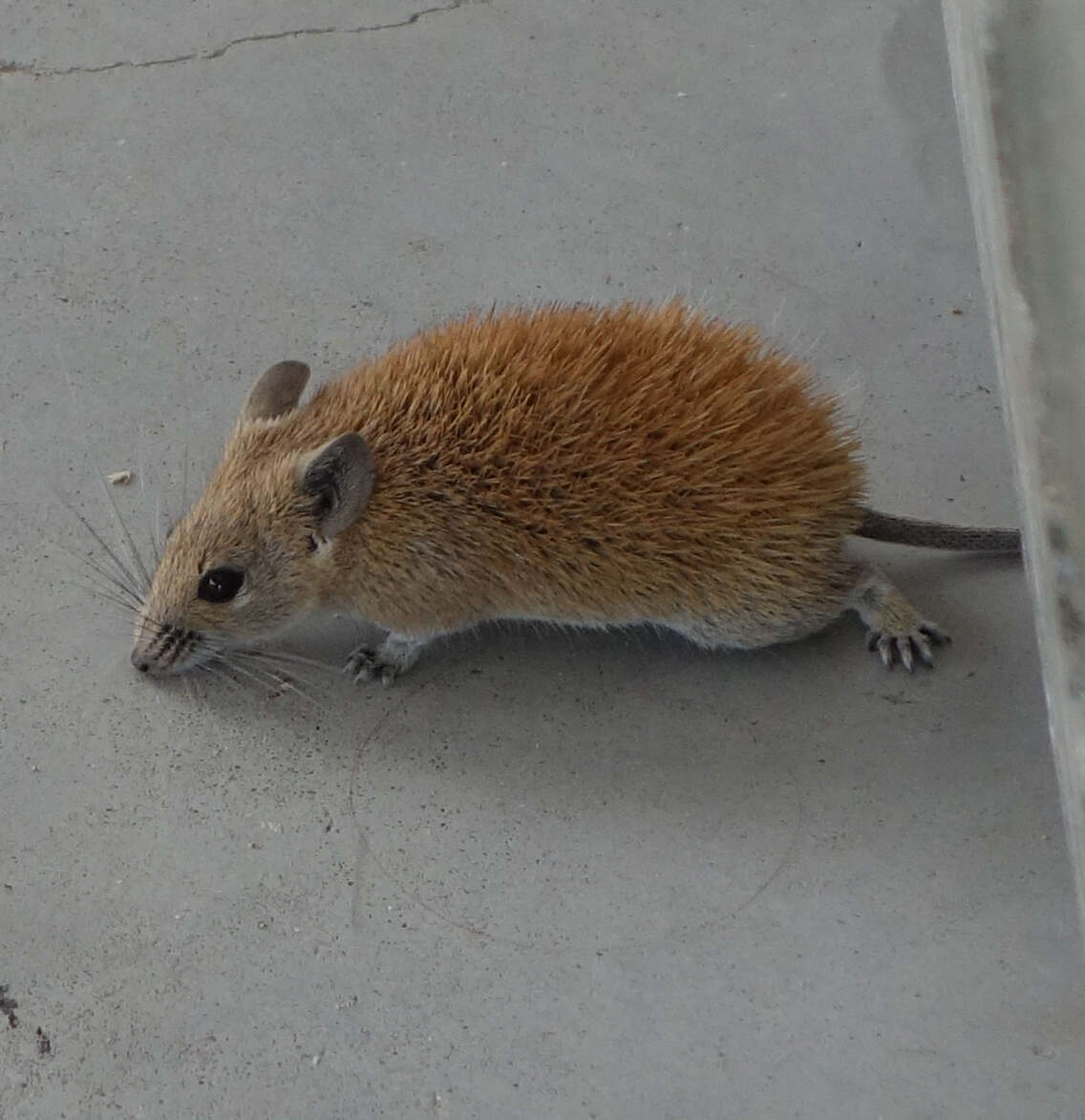 Image of Golden Spiny Mouse