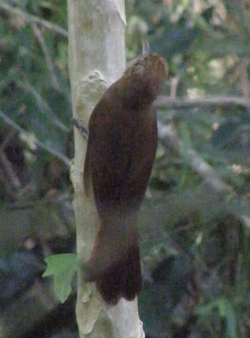 Image of Plain-winged Woodcreeper