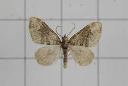 Image of Apithecia viridata Moore 1868