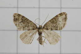 Image of Apithecia viridata Moore 1868