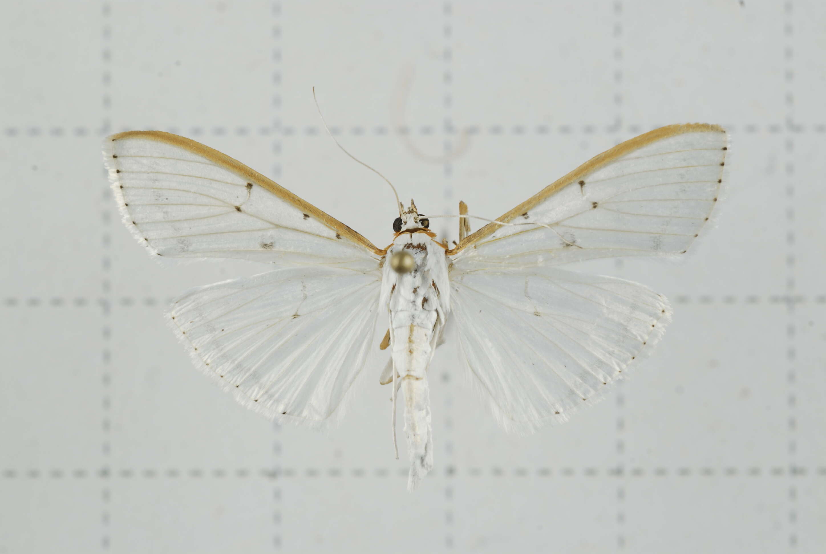 Imagem de Palpita nigropunctalis Bremer 1864