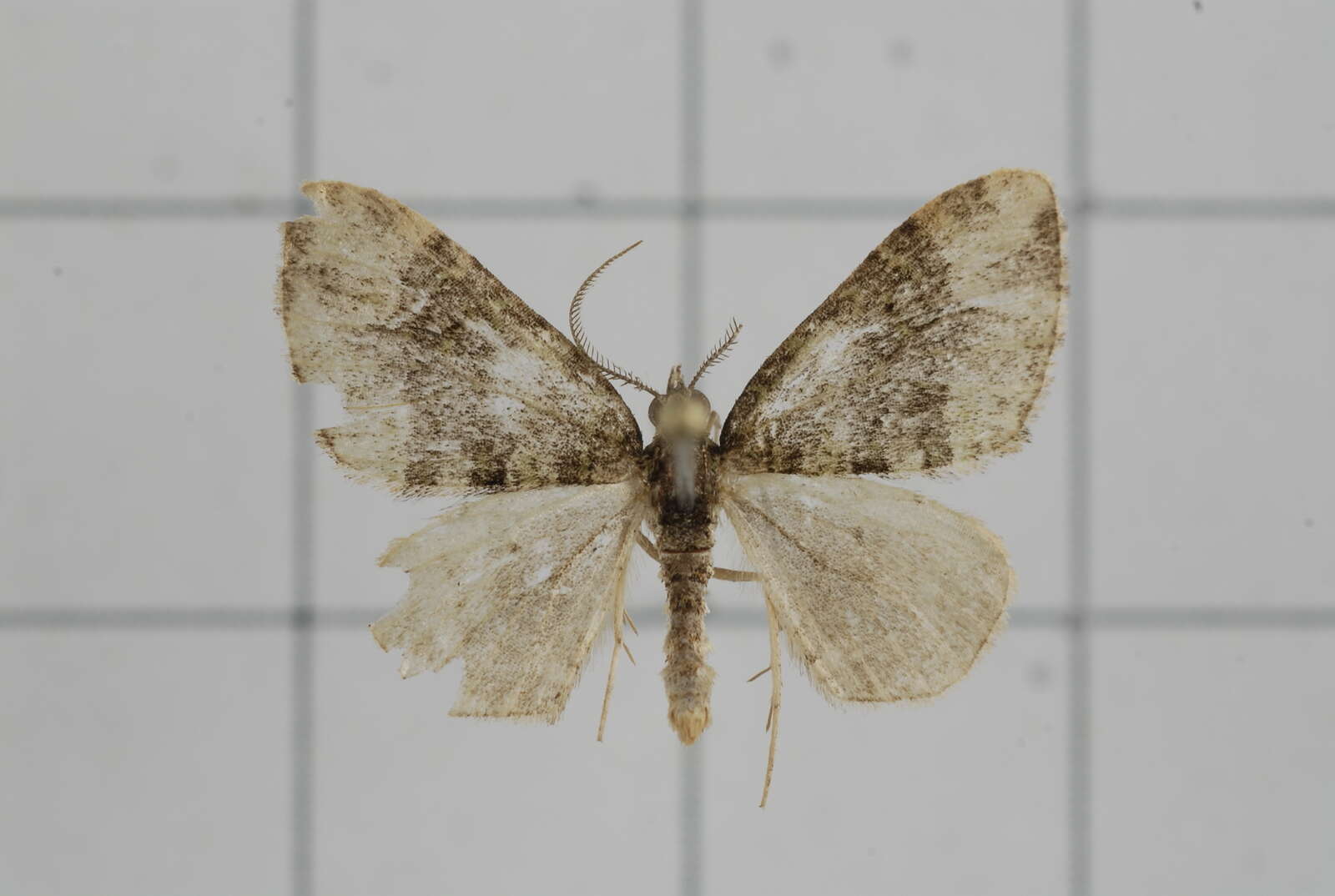 Image of Apithecia viridata Moore 1868