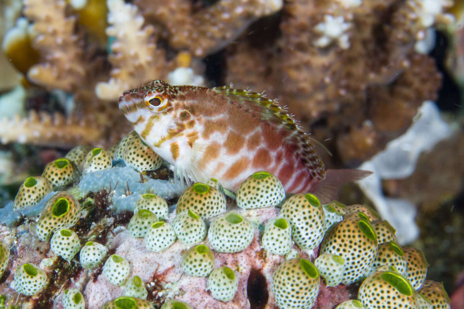 Image of Blotched Hawkfish