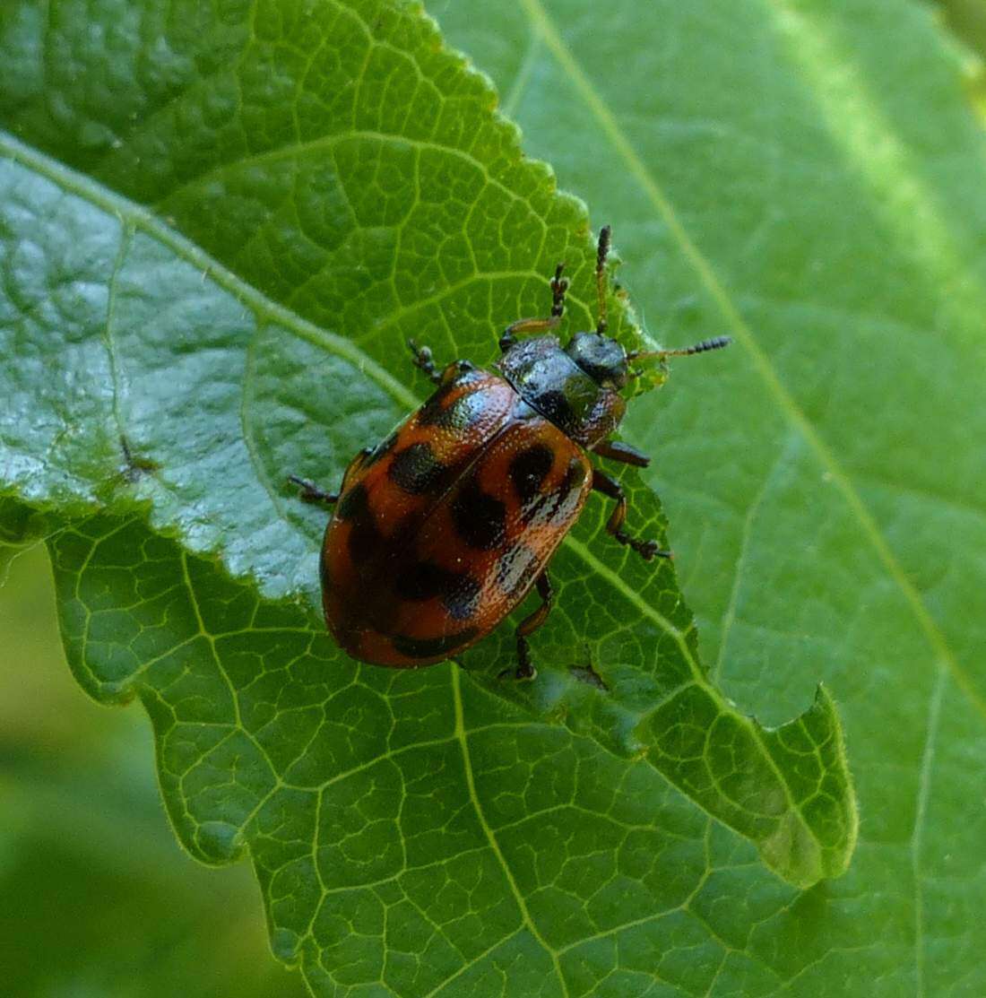 Image of Chrysomela (Macrolina) mainensis J. Bechyné 1954