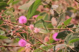Imagem de Mimosa albida Willd.
