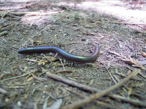 Image of Paeromopus angusticeps (Wood 1864)