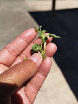 Image of Cleretum lyratifolium