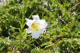 Image of Formosa lily