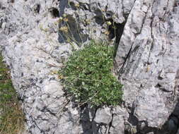 Image of Potentilla apennina Ten.