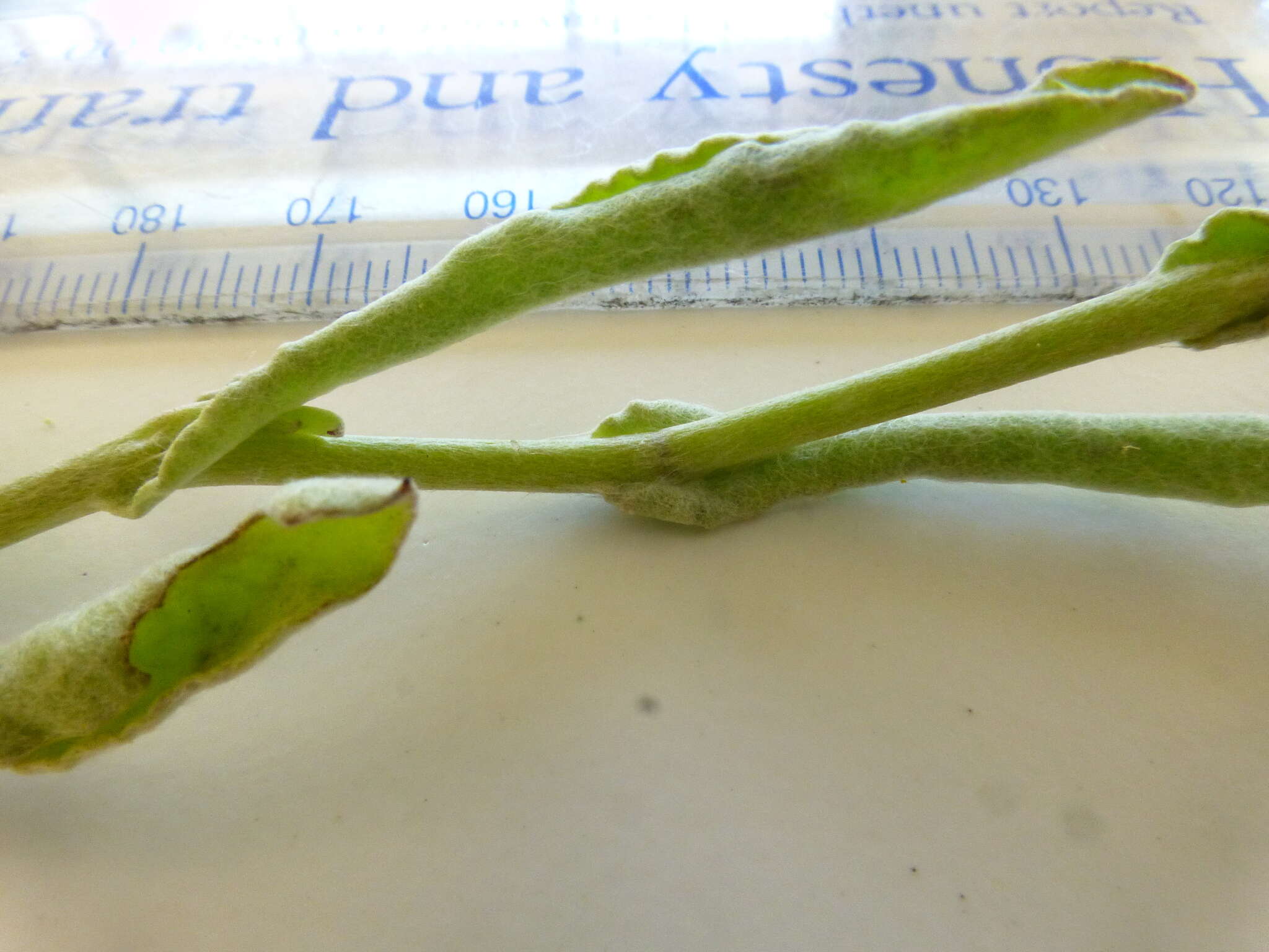 Image of Helichrysum moeserianum Thell.