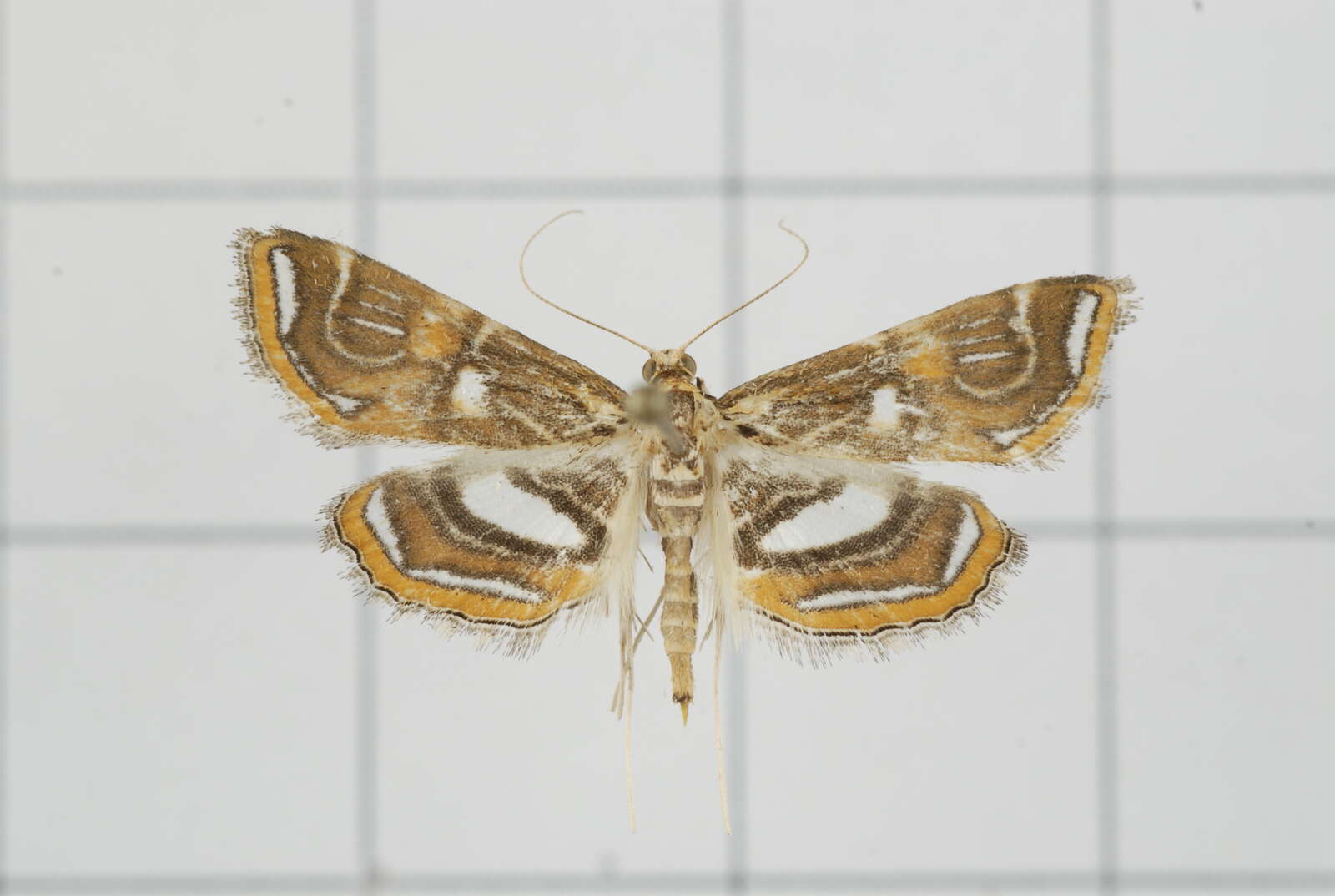 Image of Paracymoriza cataclystalis Strand 1919