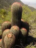 Ferocactus pilosus (Galeotti) Werderm. resmi