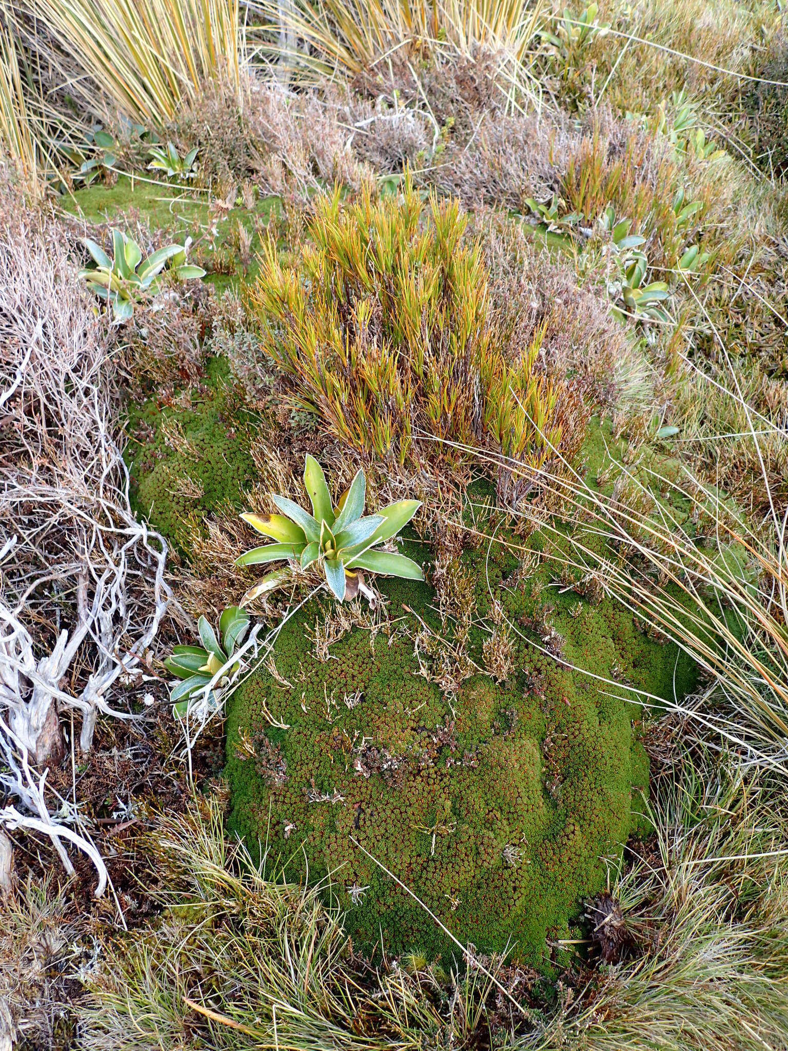 Image of Donatia novae-zelandiae Hook. fil.