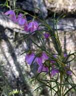 Image de Boronia nematophylla F. Müll.