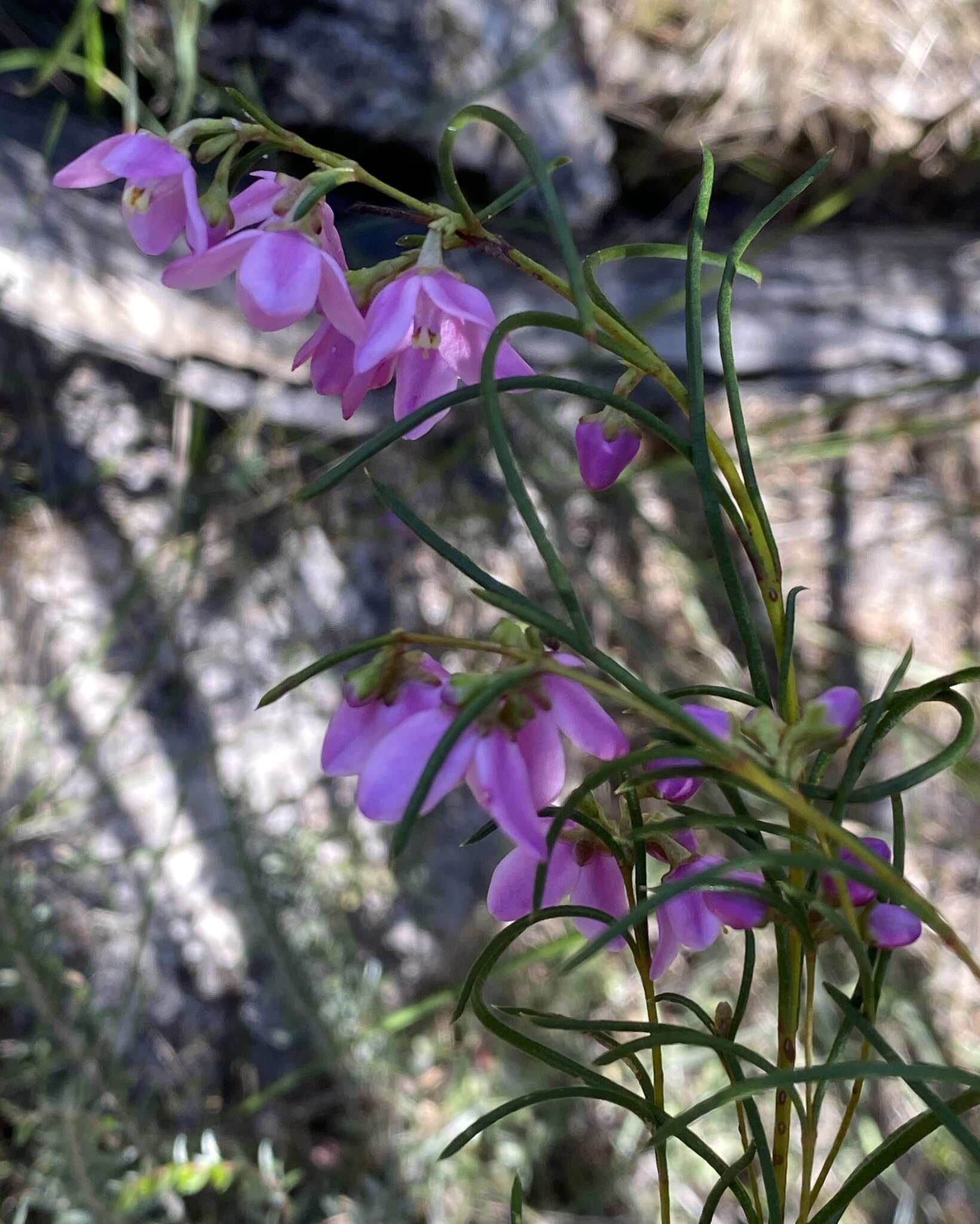 Image de Boronia nematophylla F. Müll.