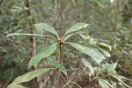 Image of Quercus longinux Hayata