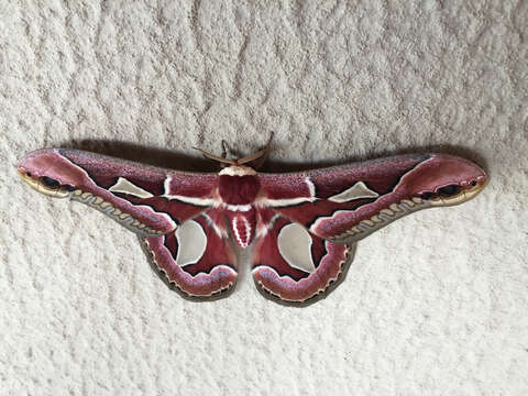 Image of Rothchild's Atlas Moth